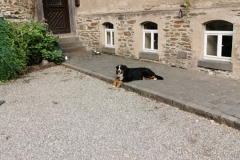 Hund